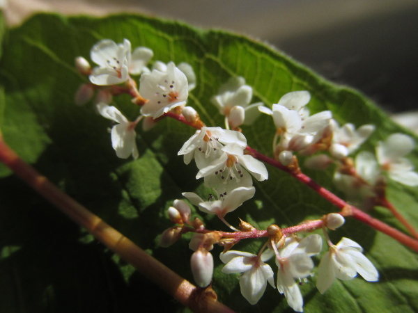 Himalayan knotweed / Koenigia polystachya: _Koenigia polystachya_ has flowers with unfused petals, and its leaves are truncate or cordate at the base.