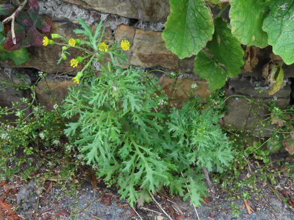 Welsh groundsel / Senecio cambrensis: _Senecio cambrensis_ arose through autopolyploidisation of the hybrid between _Senecio vulgaris_ and _Senecio squalidus_; it grows on kerbsides in North Wales and formerly in Leith.