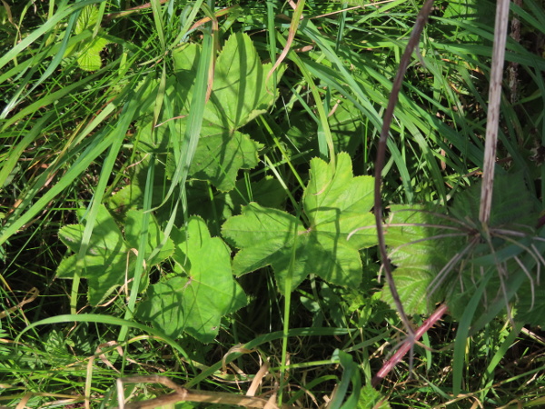 pale lady’s-mantle / Alchemilla xanthochlora: _Alchemilla xanthochlora_ has leaves with 7–11 rounded, shallow lobes, with all the leaf-teeth being of similar size.