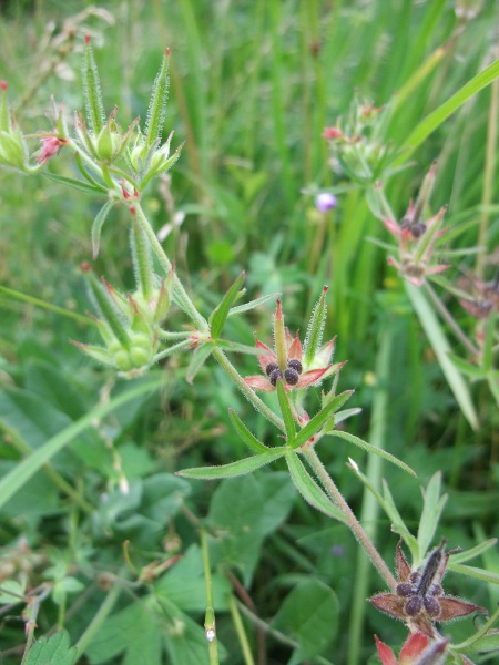 cut-leaved cranesbill / Geranium dissectum