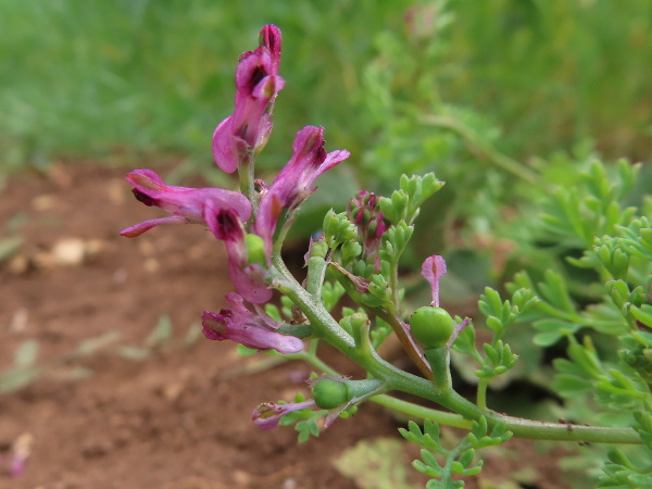 common fumitory / Fumaria officinalis: The fruits of _Fumaria officinalis_ are characteristically short, typically slightly wider than long.