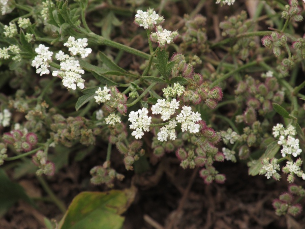 spreading hedge-parsley / Torilis arvensis: The fruits of _Torilis arvensis_ are covered in stiff bristles on both halves (in contrast to _Torilis nodosa_, where only one half is bristly).