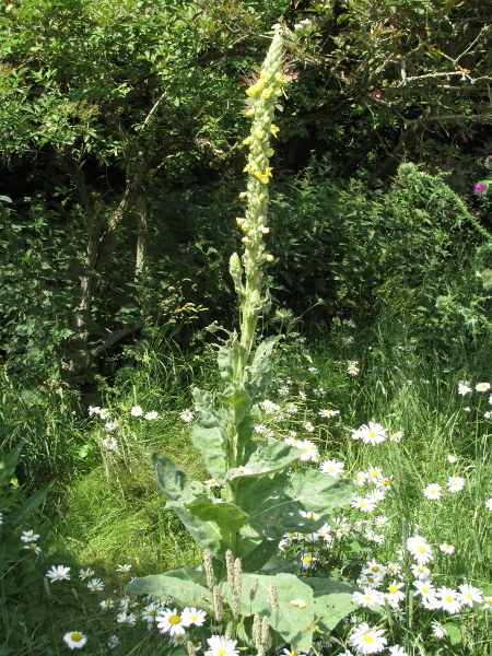 great mullein / Verbascum thapsus