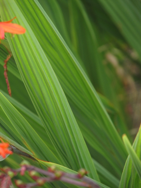 Aunt Eliza / Crocosmia paniculata