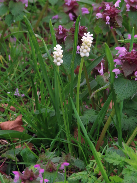 compact grape-hyacinth / Muscari botryoides: _Muscari botryoides_, including this white-flowering cultivar, has globose flowers and leaves that broaden towards the tip.