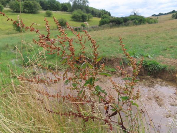 clustered dock / Rumex conglomeratus: _Rumex conglomeratus_ is a common dock of wet ground.