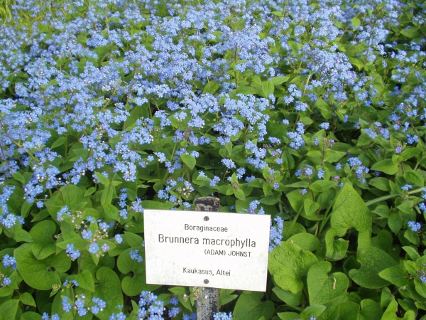 great forget-me-not / Brunnera macrophylla: In cultivation