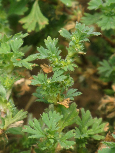 parsley-piert / Aphanes arvensis: In contrast to _Aphanes australis_, the stipules of _Aphanes arvensis_ have lobes less than a third of the length of the stipule, just covering the flowers, which have spreading calyx-lobes.