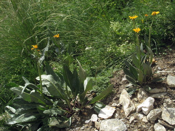 chamois ragwort / Senecio doronicum