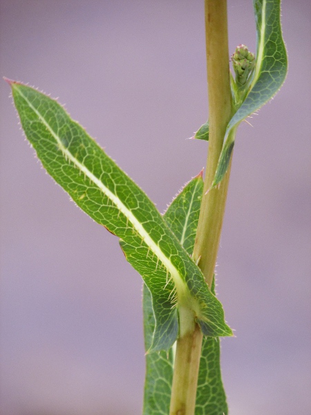 prickly lettuce / Lactuca serriola: The leaves of _Lactuca serriola_ have a row of thin spines along the underside of the midrib; the midribs and stems are white, unlike the purple colouration of _Lactuca virosa_.