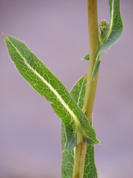 prickly lettuce / Lactuca serriola: The leaves of _Lactuca serriola_ have a row of thin spines along the underside of the midrib; the midribs and stems are white, unlike the purple colouration of _Lactuca virosa_.