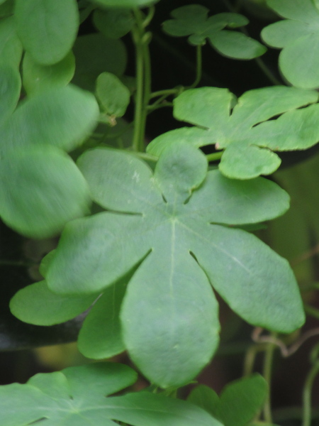 Canary creeper / Tropaeolum peregrinum: _Tropaeolum peregrinum_ is a climber with palmately 5-lobed leaves.