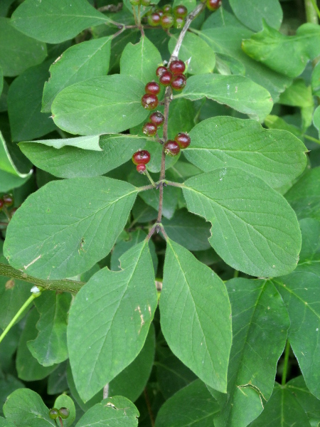 fly honeysuckle / Lonicera xylosteum: _Lonicera xylosteum_ has red berries, typically borne in pairs.