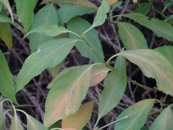 forsythia / Forsythia × intermedia: Leaves