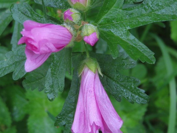 greater musk-mallow / Malva alcea: _Malva alcea_ has deeply divided leaves but, unlike _Malva moschata_, has broad epicalyx lobes.