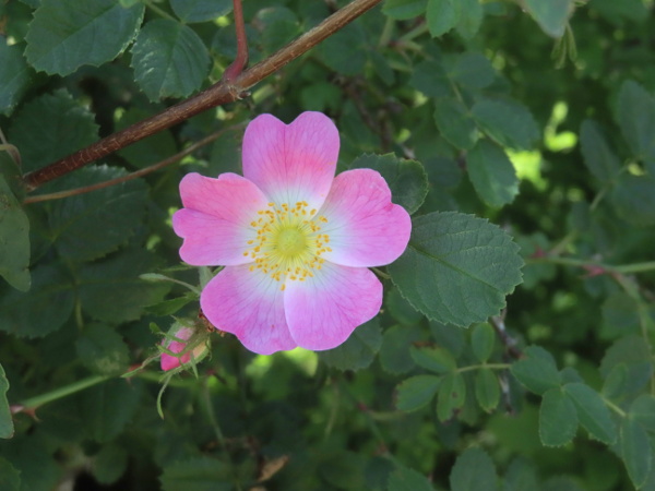 small-flowered sweet briar / Rosa micrantha: _Rosa micrantha_ is a pink-flowered rose mostly found over chalk and limestone in southern England.
