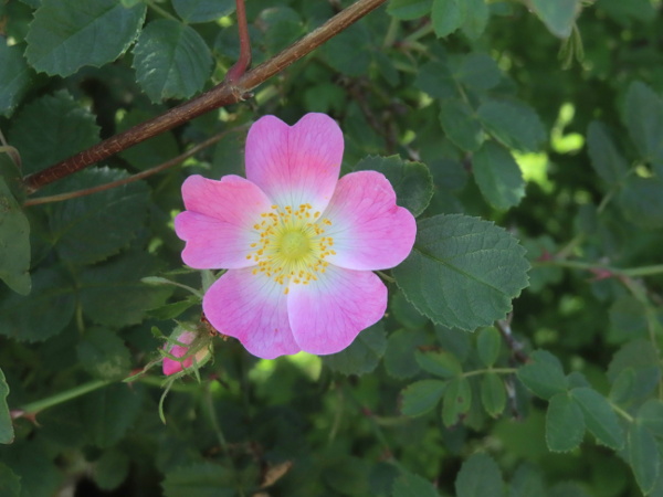 small-flowered sweet briar / Rosa micrantha