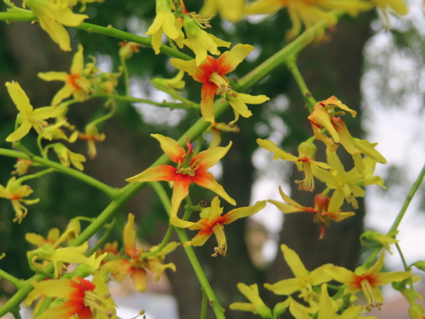 Pride of India / Koelreuteria paniculata: _Koelreuteria paniculata_ produces large panicles of small yellow flowers.