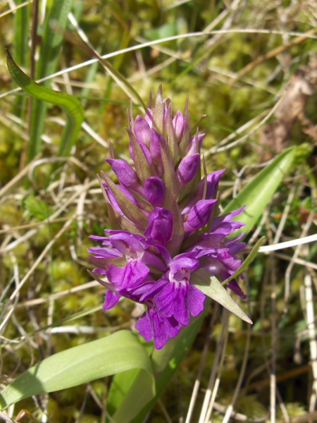 northern marsh orchid / Dactylorhiza purpurella