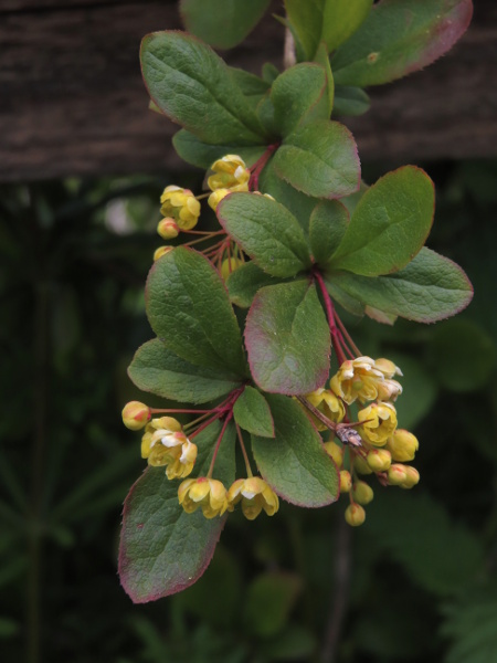 barberry / Berberis vulgaris: _Berberis vulgaris_ is the only barberry that might be native in the British Isles; it is a spiny shrub found across Europe in open woodland and rough ground, especially in calcareous areas.