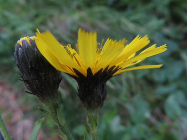 hawkweeds / Hieracium sect. Sabauda: In North Wales and northern England, _Hieracium vagum_ is the most common member of the section; further south, _Hieracium sabaudum_ takes over.