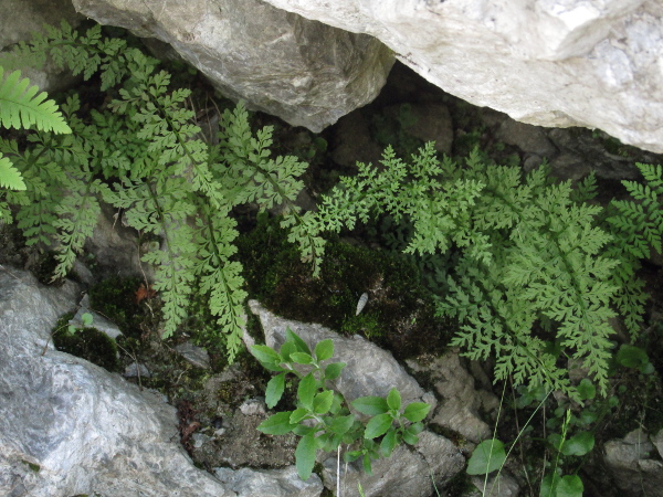 brittle bladder-fern / Cystopteris fragilis: _Cystopteris fragilis_ is a fern of lime-rich upland areas that has delicate, 2–3-pinnate leaves.