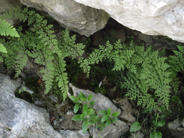 brittle bladder-fern / Cystopteris fragilis: _Cystopteris fragilis_ is a fern of lime-rich upland areas that has delicate, 2–3-pinnate leaves.