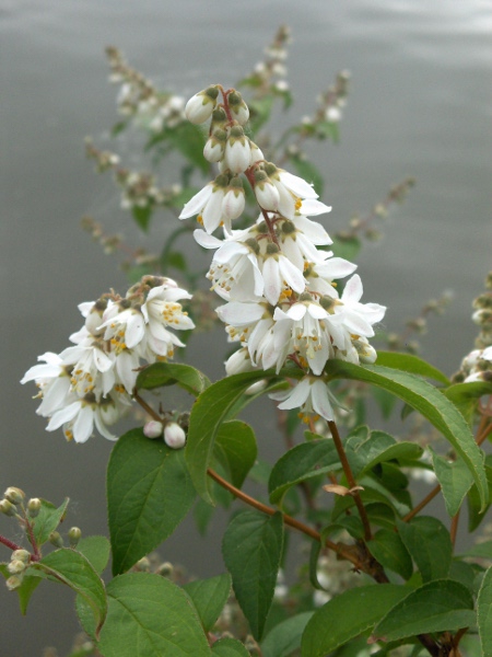 deutzia / Deutzia scabra: In flower