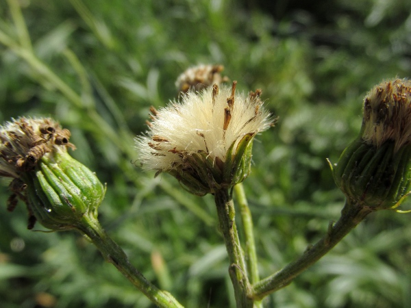 fen ragwort / Jacobaea paludosa