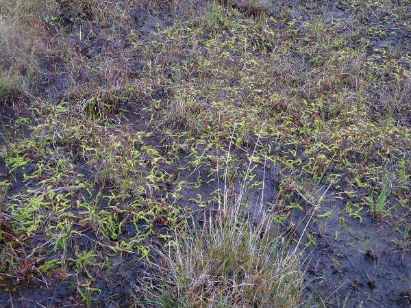 marsh clubmoss / Lycopodiella inundata: _Lycopodiella inundata_ is a sprawling plant of nutrient-poor acid bogs in areas across the British Isles.