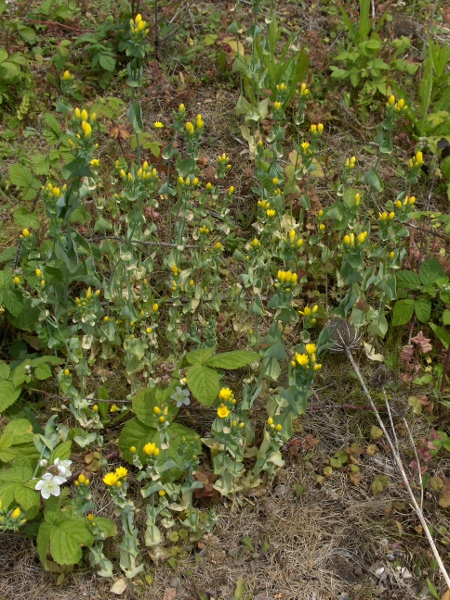 yellow-wort / Blackstonia perfoliata: _Blackstonia perfoliata_ is a primarily Mediterranean species found across England, Wales and the Republic of Ireland, mostly in calcareous areas.