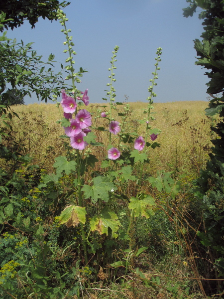 hollyhock / Alcea rosea: _Alcea rosea_ is a popular garden plant with its tall spikes of large, brightly coloured flowers.