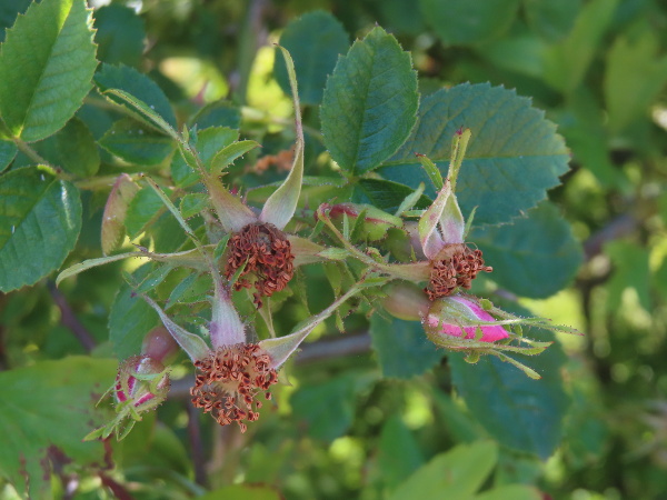 small-flowered sweet briar / Rosa micrantha: The sepals of _Rosa micrantha_ have lobes projecting from either side.