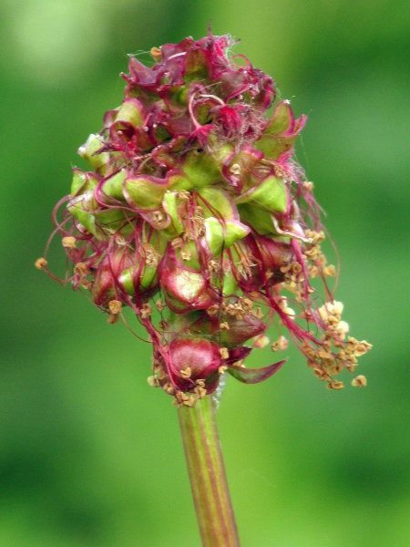 salad burnet / Poterium sanguisorba: The uppermost flowers of _Poterium sanguisorba_ are female, with 2 fimbriate stigmas; lower flowers may be bisexual or male, with numerous long, pendulous stamens.
