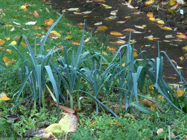 leek / Allium porrum: _Allium porrum_ is cultivated for its fleshy stems.