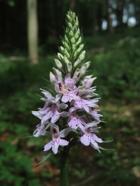 common spotted orchid / Dactylorhiza fuchsii: The flowers of _Dactylorhiza fuchsii_ have a deeply lobed labellum, where the middle lobe is the longest, and at least half as wide as the other lobes.