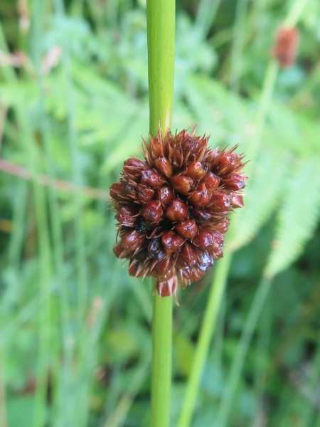 compact rush / Juncus conglomeratus: The inflorescences of _Juncus conglomeratus_ are typically very compact, often forming a tight ball.