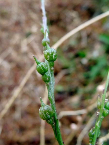 bastard cabbage / Rapistrum rugosum