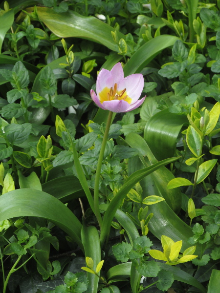Cretan tulip / Tulipa saxatilis