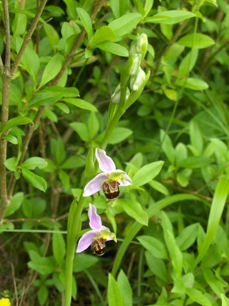 bee orchid / Ophrys apifera: Habitus