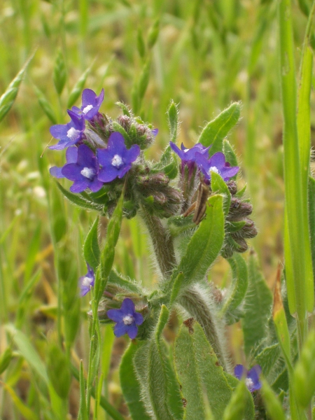 alkanet / Anchusa officinalis: _Anchusa officinalis_ occurs in the British Isles as a casual or is rarely naturalised.