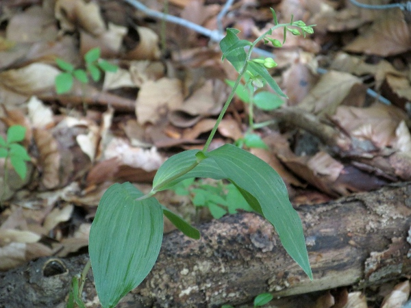 narrow-lipped helleborine / Epipactis leptochila: _Epipactis leptochila_ grows in dark calcareous beechwoods, mostly in the Cotswolds and Chilterns; its leaves are slightly pleated.