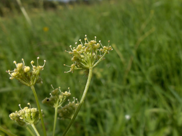 pepper saxifrage / Silaum silaus: Each secondary umbel of _Silaum silaus_ is adorned with numerous simple bracts.