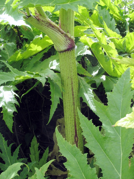 giant hogweed / Heracleum mantegazzianum: The sap of _Heracleum mantegazzianum_ is phototoxic, and can cause blistering if it touches skin that is later exposed to UV light.