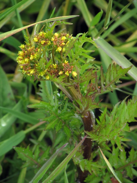 marsh yellow-cress / Rorippa palustris: _Rorippa palustris_ has flowers with petals hardly longer than the sepals; it is more common than _Rorippa islandica_.