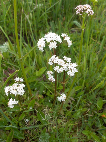 marsh valerian / Valeriana dioica: _Valeriana dioica_ grows in base-rich mires and marshes across England, Wales and the eastern half of the Southern Uplands.