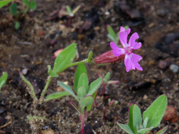 nodding catchfly / Silene pendula: _Silene pendula_ is a garden plant native to the Mediterranean that occasionally escapes into the wild.