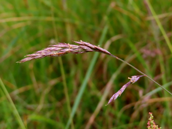 rush-leaved fescue / Festuca arenaria: _Festuca arenaria_ is very similar to the very common _Festuca rubra_, but is restricted to sandy coastal sites.