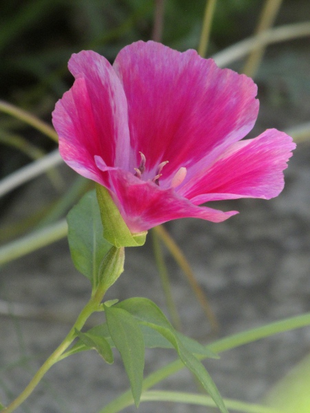 godetia / Clarkia amoena: _Clarkia amoena_ is a garden plant that occasionally appears in the wild.