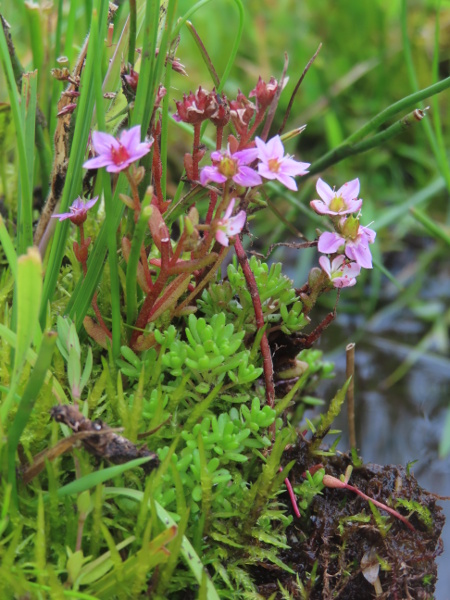 hairy stonecrop / Sedum villosum: _Sedum villosum_ grows in wet flushes and beside streams, mostly south of the Highland Boundary Fault in Scotland and in northern England; it has hairy, succulent leaves, pink flowers and upright follicles.